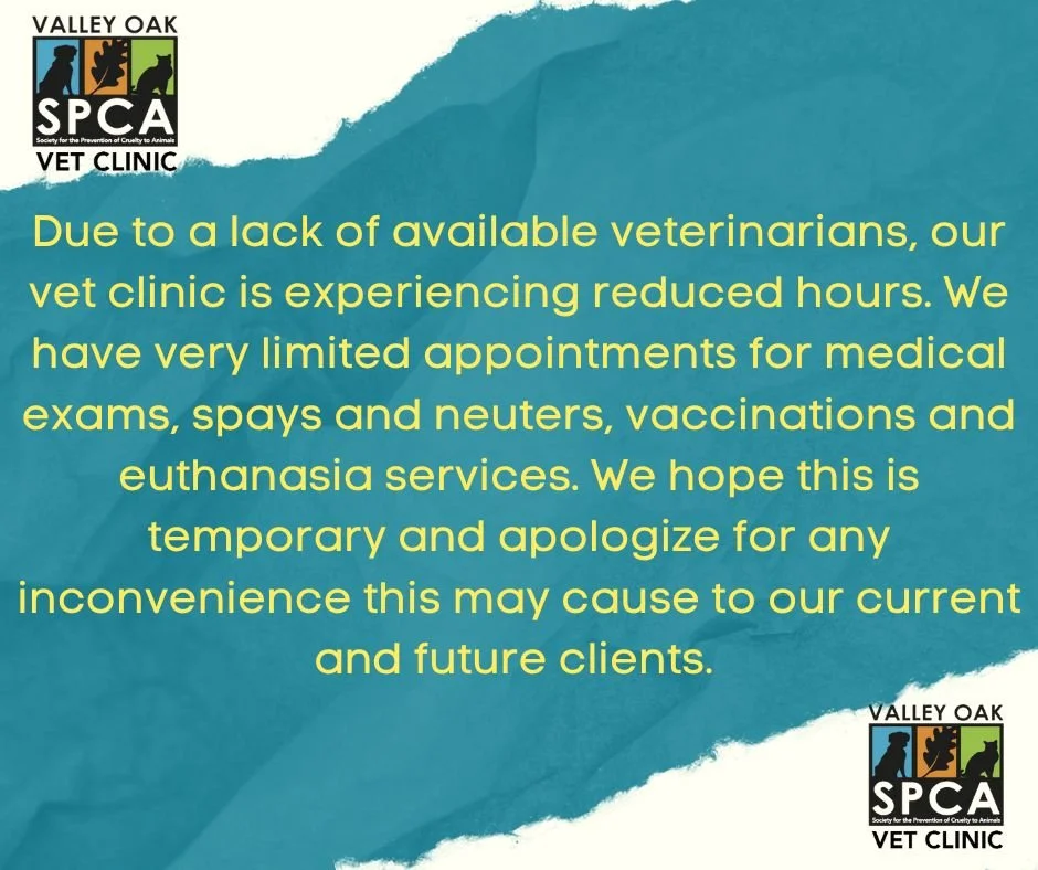 Spca online spay clinic